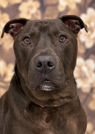 Enlarge Buster, a Adoptable mixed breed in Aurora, NE image 3/3