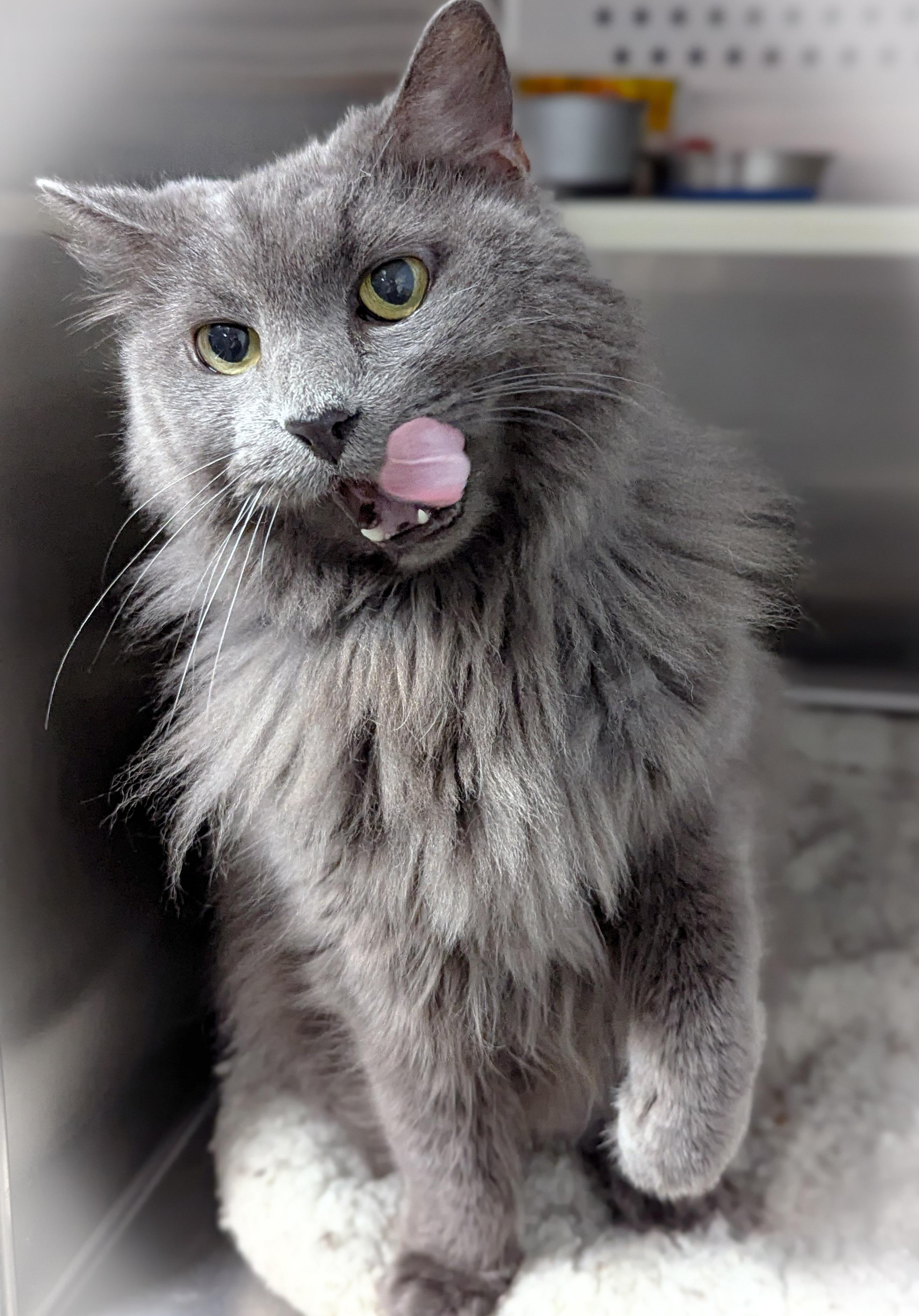 BLUE, an adopted mixed breed in Griffith, IN image 4/4