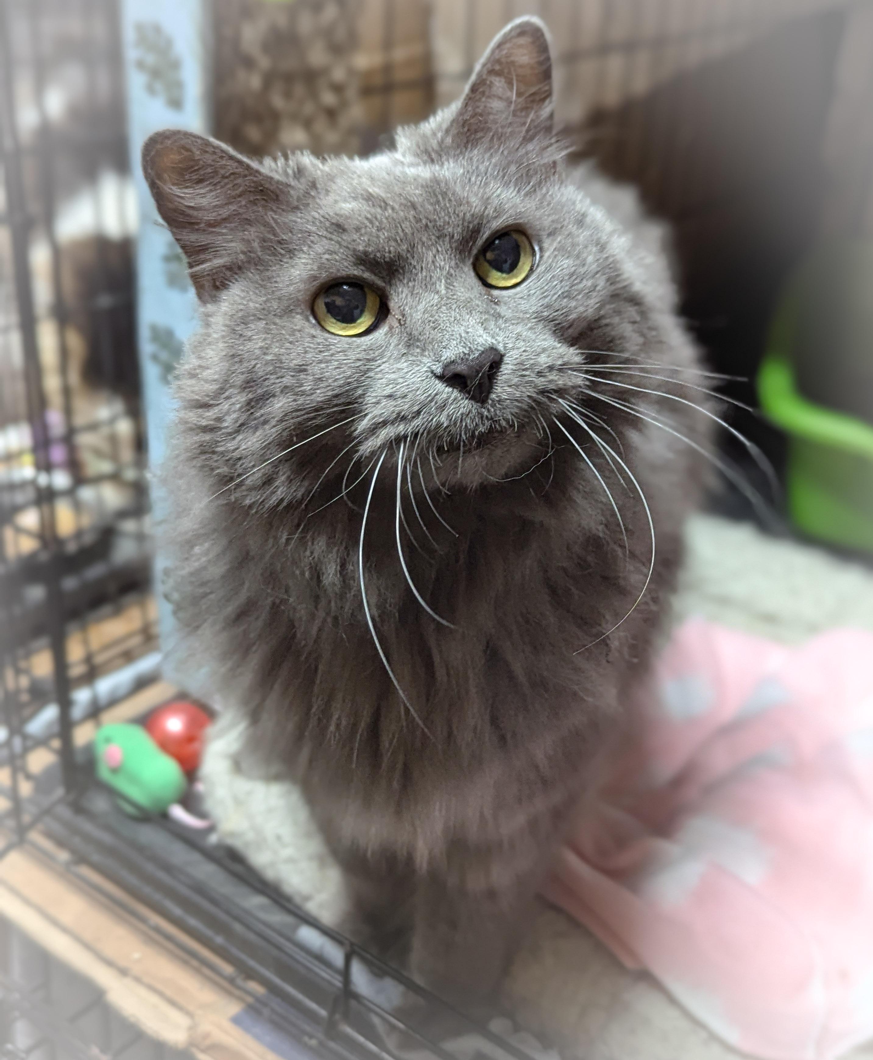 BLUE, an adopted mixed breed in Griffith, IN image 2/4
