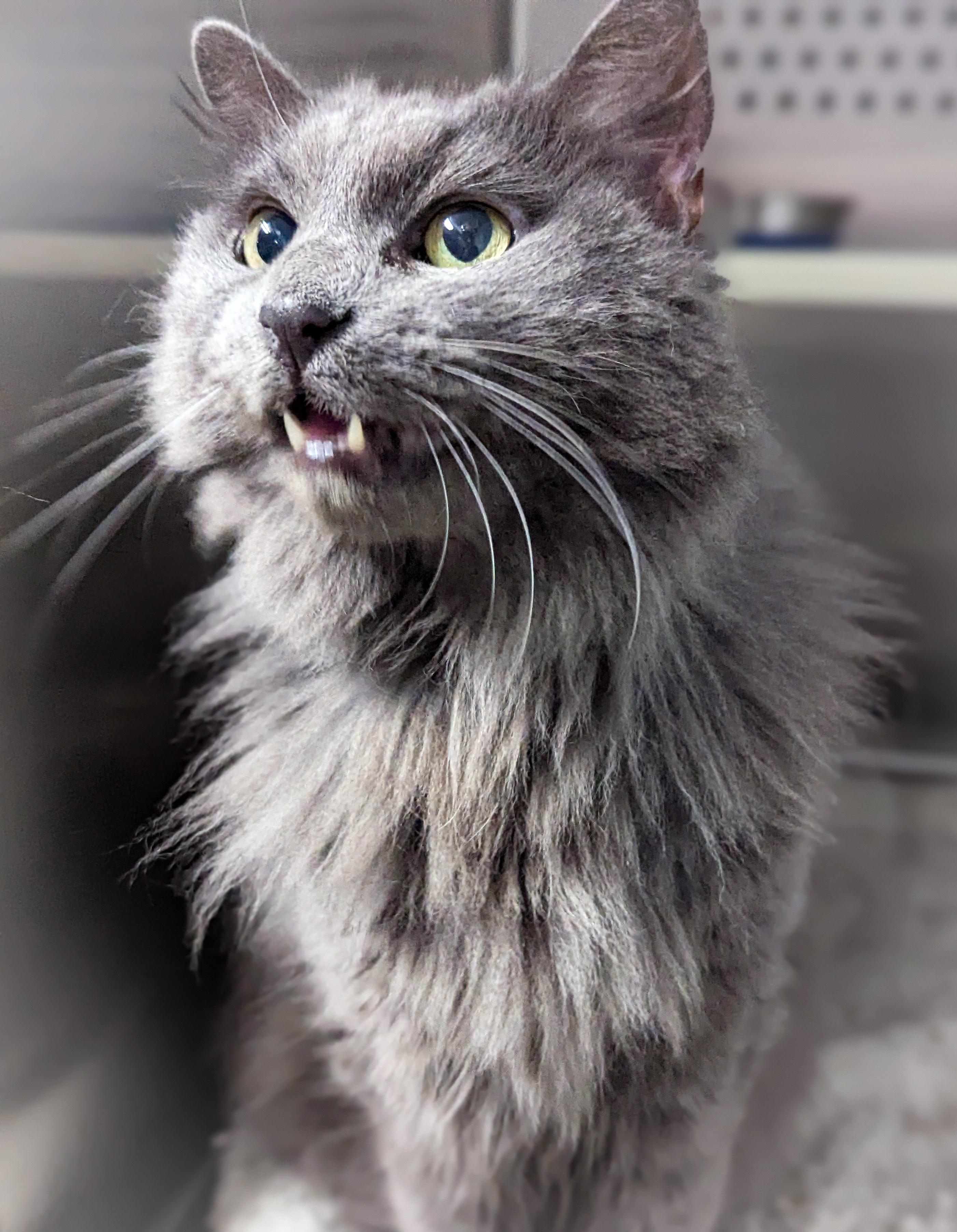 BLUE, an adopted mixed breed in Griffith, IN image 3/4