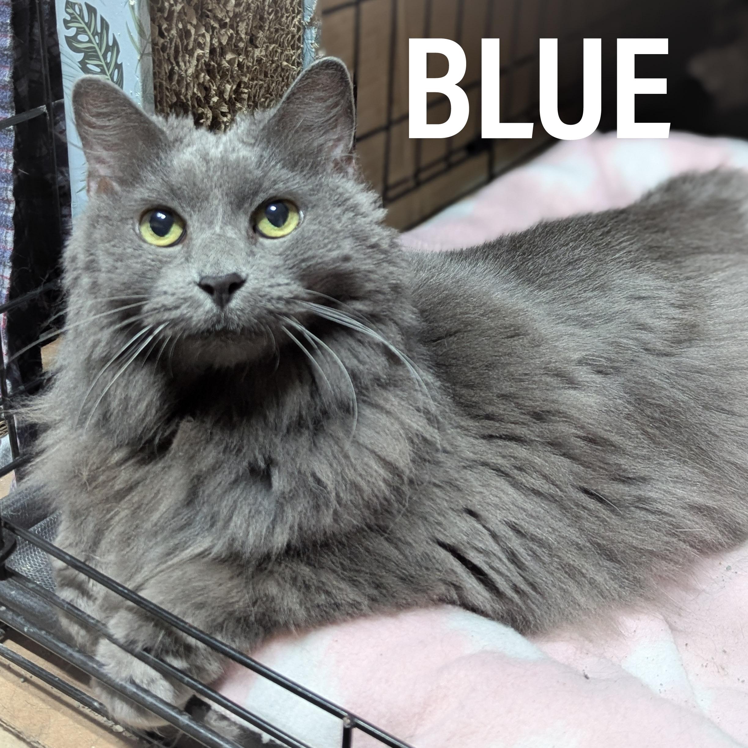 BLUE, adopted, Adult Male Domestic Long Hair & Russian Blue.