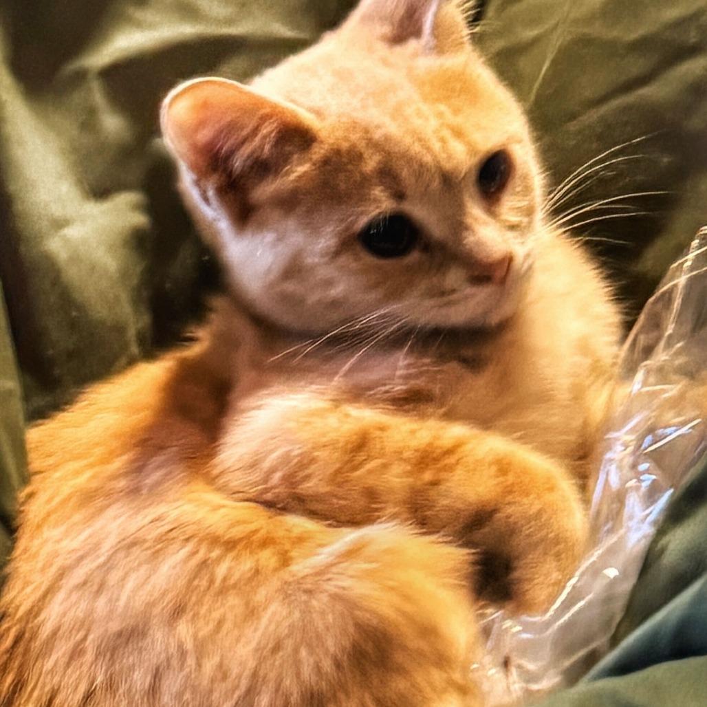 Mr. Mustard thumbnail 2