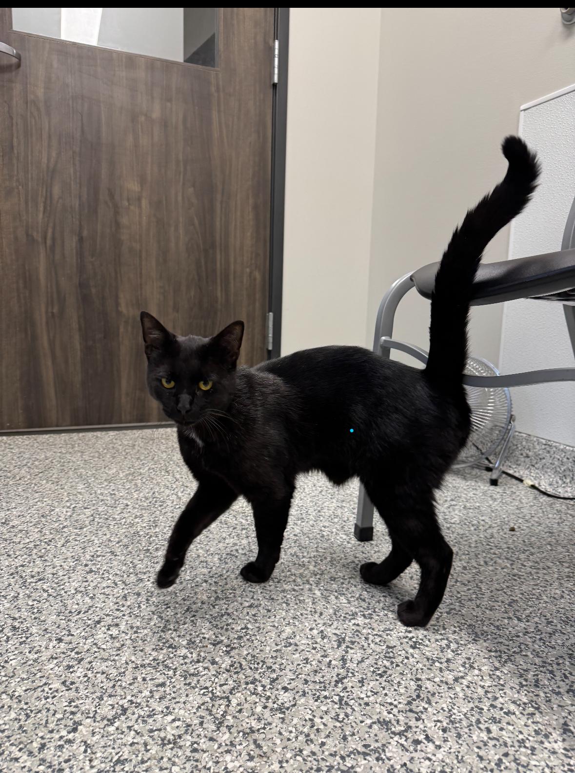 Soot, a Adoptable Domestic Short Hair in Paw Paw, MI image 2/4