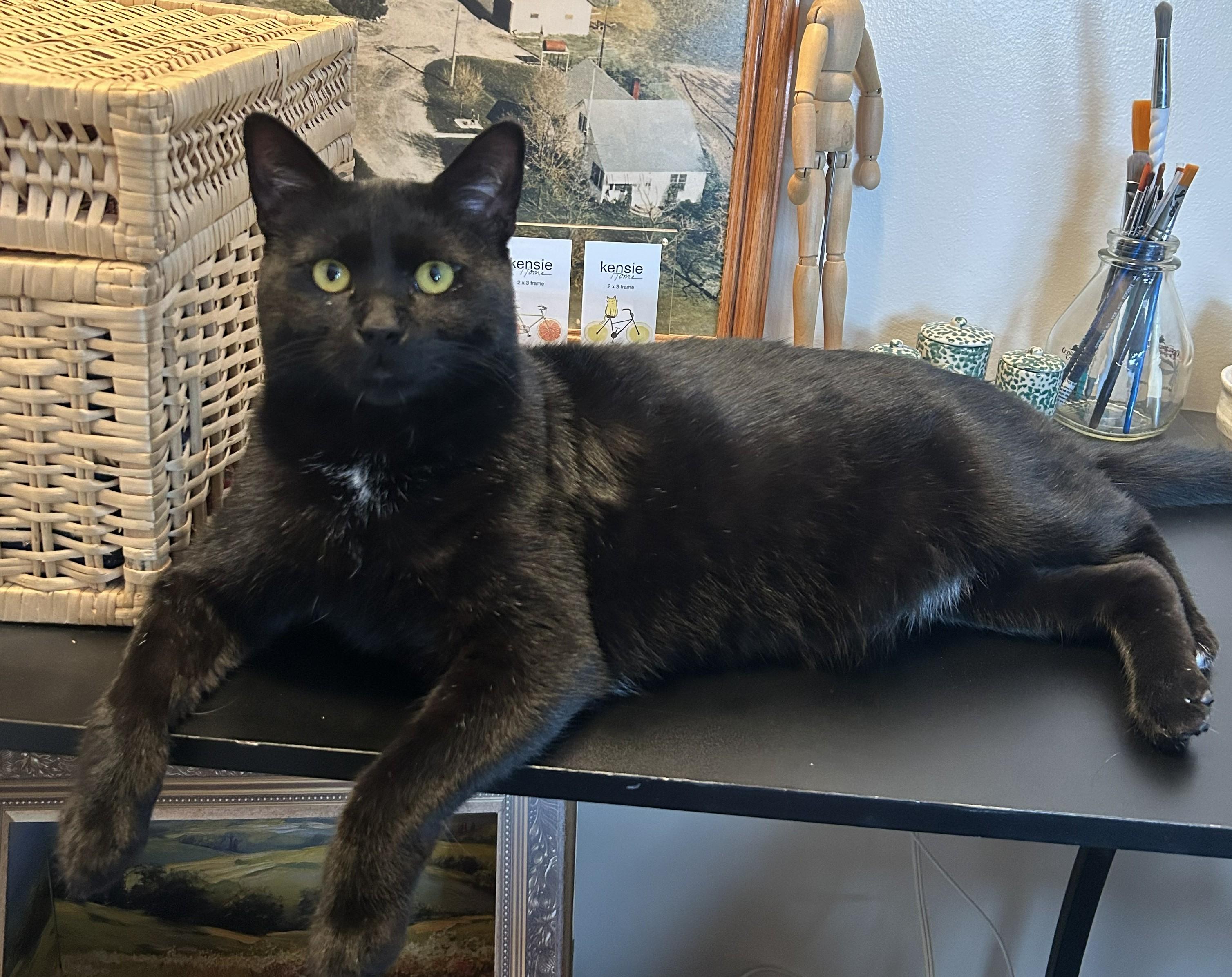 Soot, Adoptable, Adult Male Domestic Short Hair.