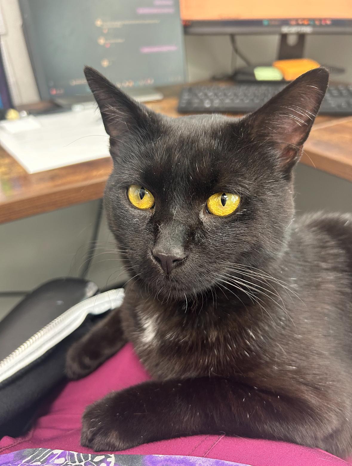 Soot, a Adoptable Domestic Short Hair in Paw Paw, MI image 4/4