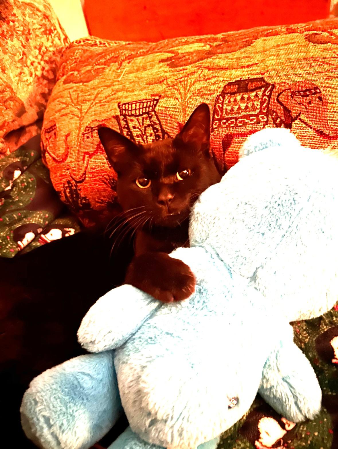 Soot, a Adoptable Domestic Short Hair in Paw Paw, MI image 3/4