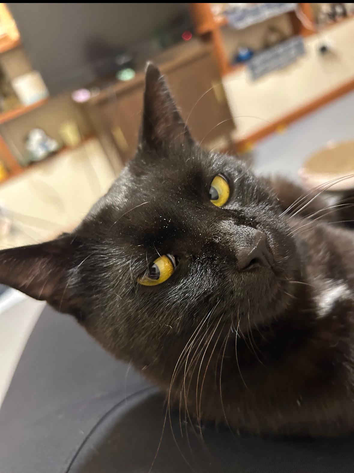 Soot, Adoptable, Adult Male Domestic Short Hair.