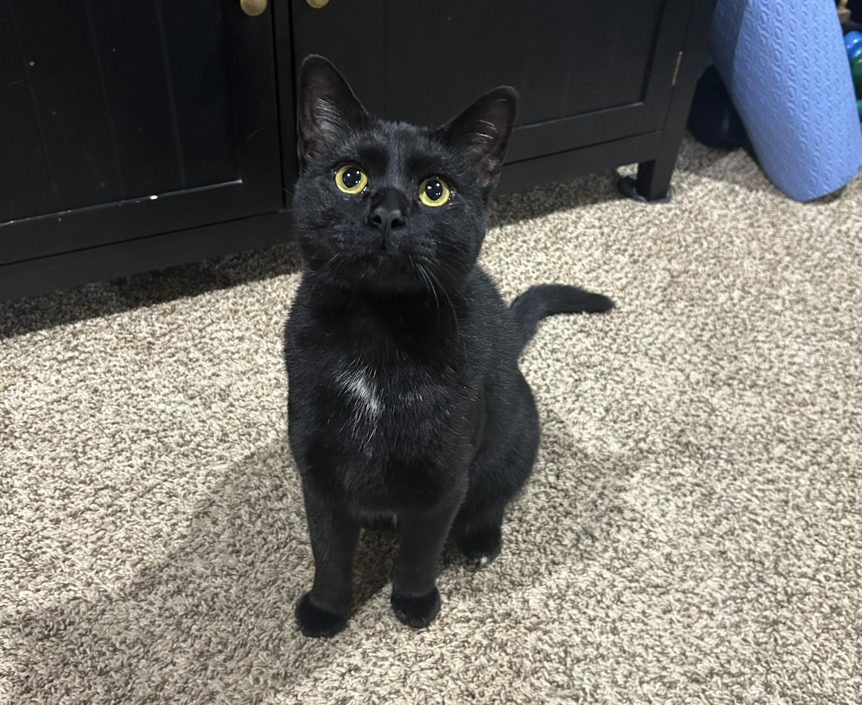 Enlarge Soot, a Adoptable Domestic Short Hair in Paw Paw, MI image 1/5