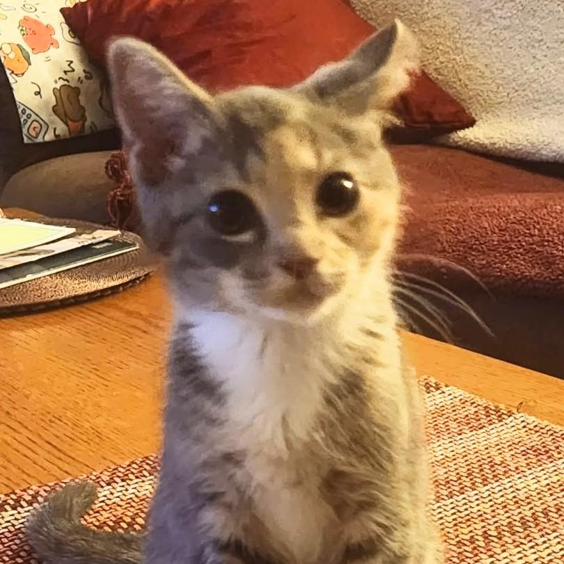 Breeze, Baby Female unknown