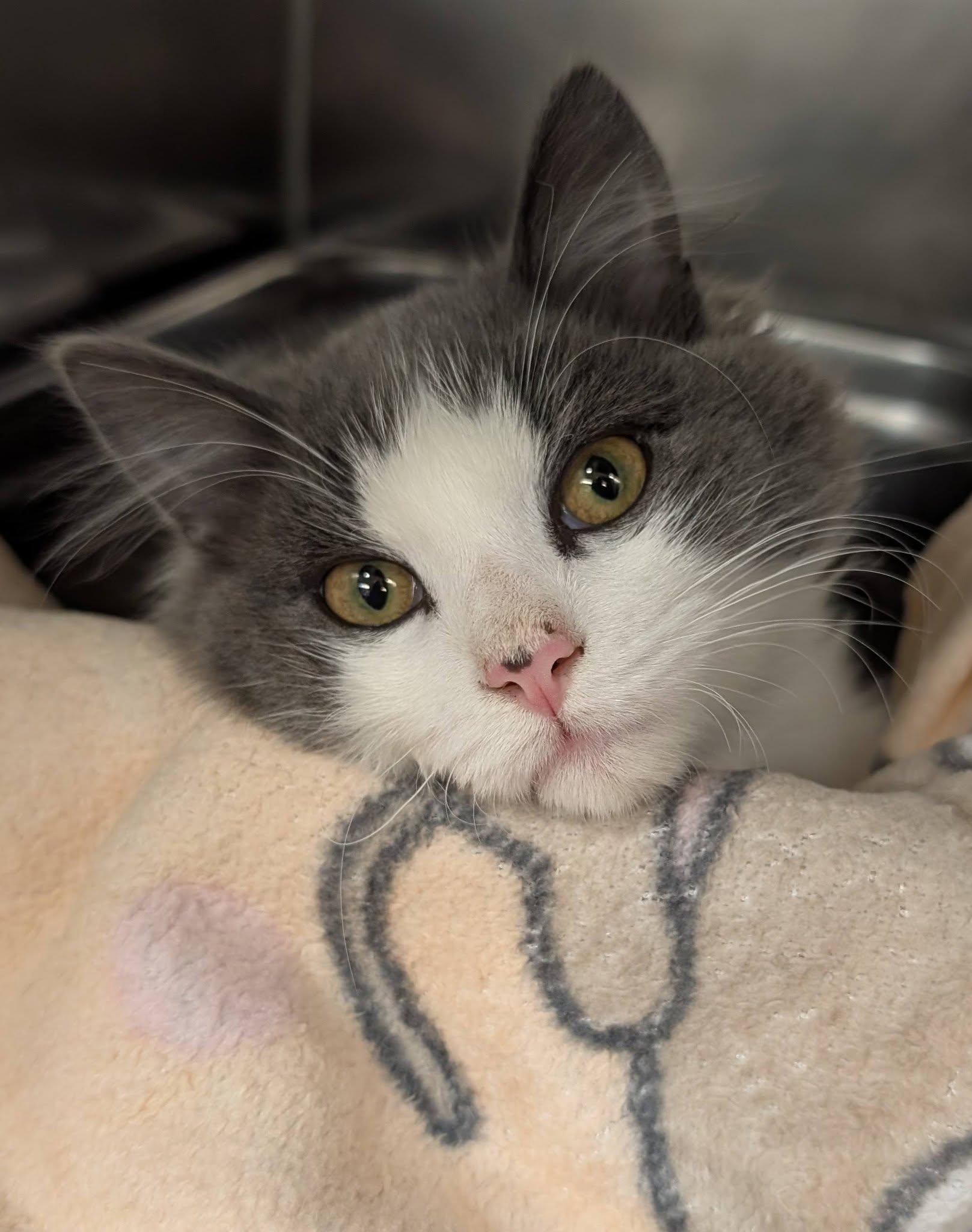 Seville , ADOPTABLE, Kitten Male Domestic Short Hair.