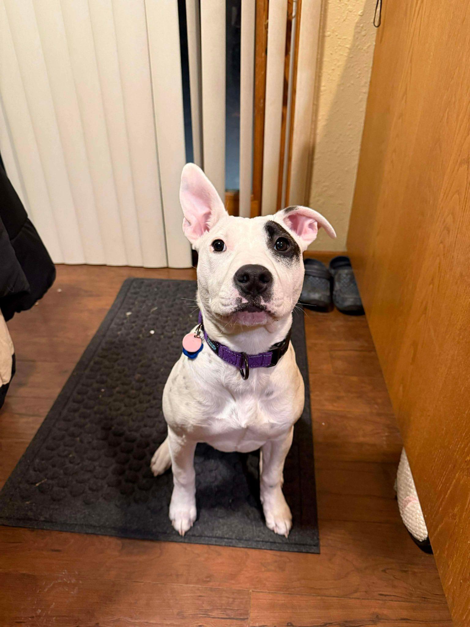 Enlarge Lumi, a Adoptable mixed breed in Little Chute, WI image 1/6