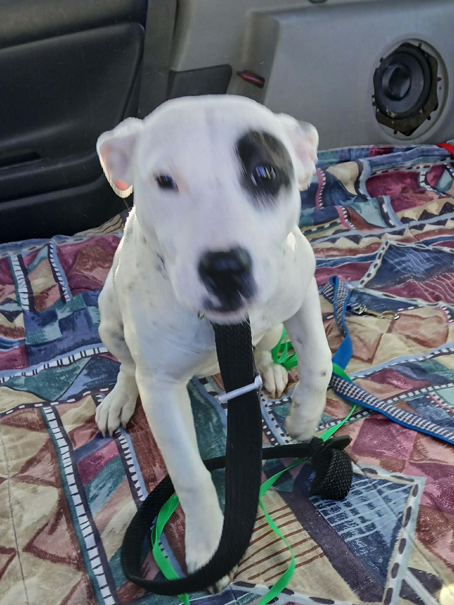 Enlarge Lumi, a Adoptable mixed breed in Little Chute, WI image 3/6