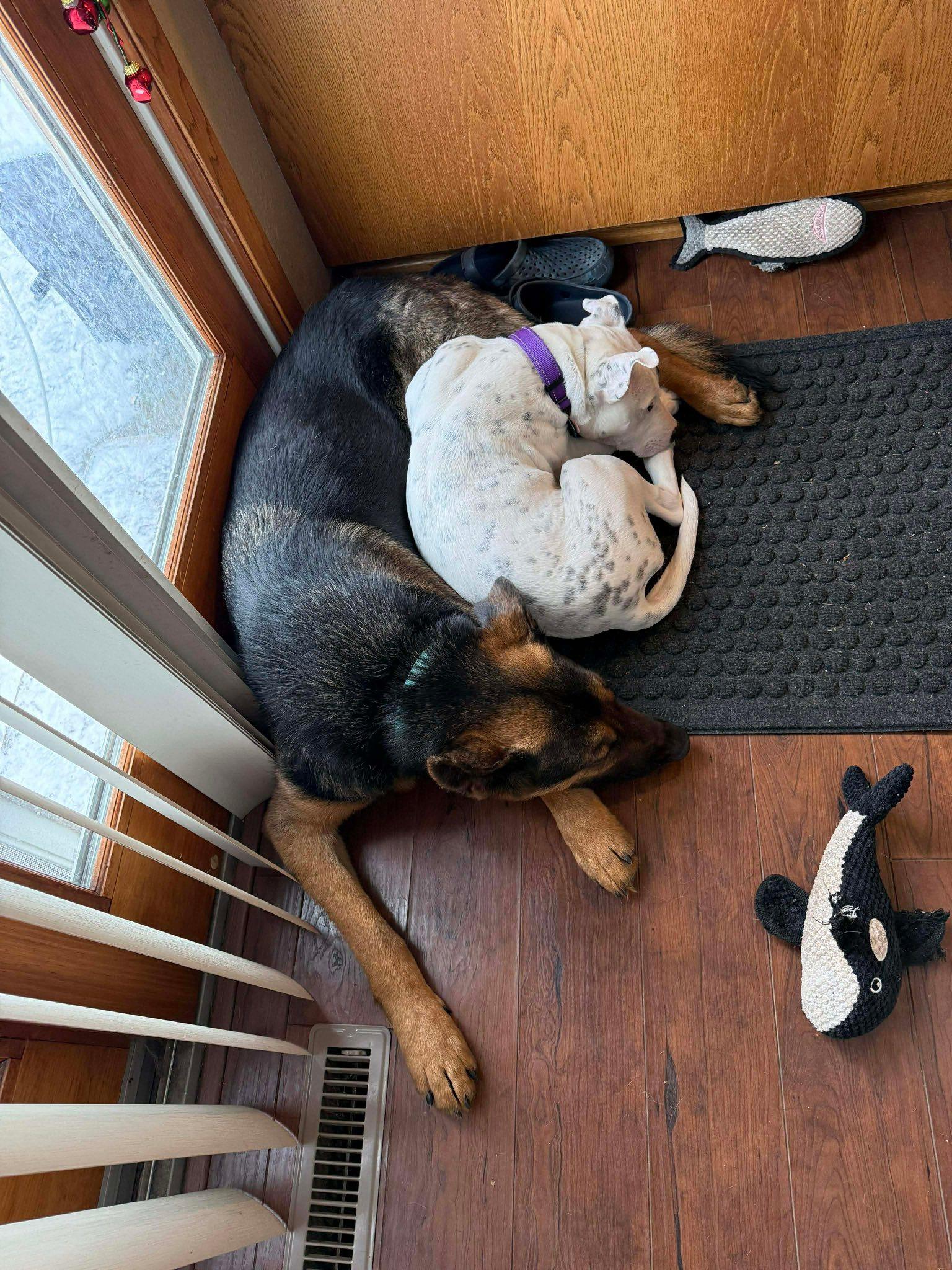 Enlarge Lumi, a Adoptable mixed breed in Little Chute, WI image 5/6