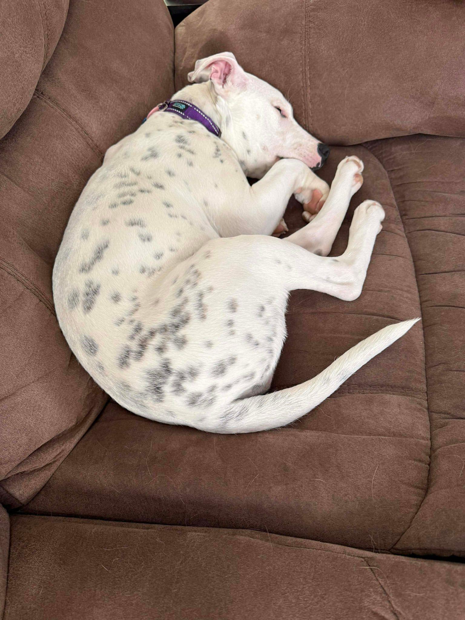 Enlarge Lumi, a Adoptable mixed breed in Little Chute, WI image 6/6