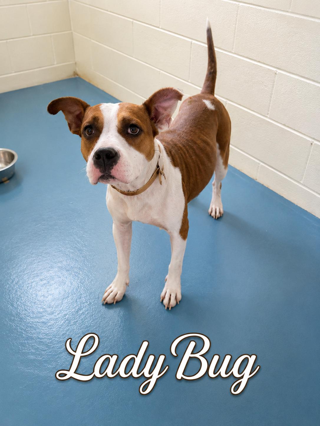 Enlarge Ladybug, a ADOPTABLE American Bulldog in Sylacauga, AL image 1/1