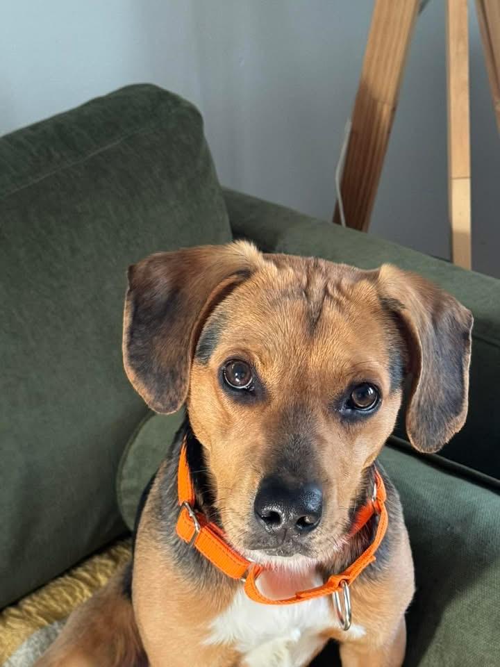 Jenkins, ADOPTABLE, Adult Male Beagle.