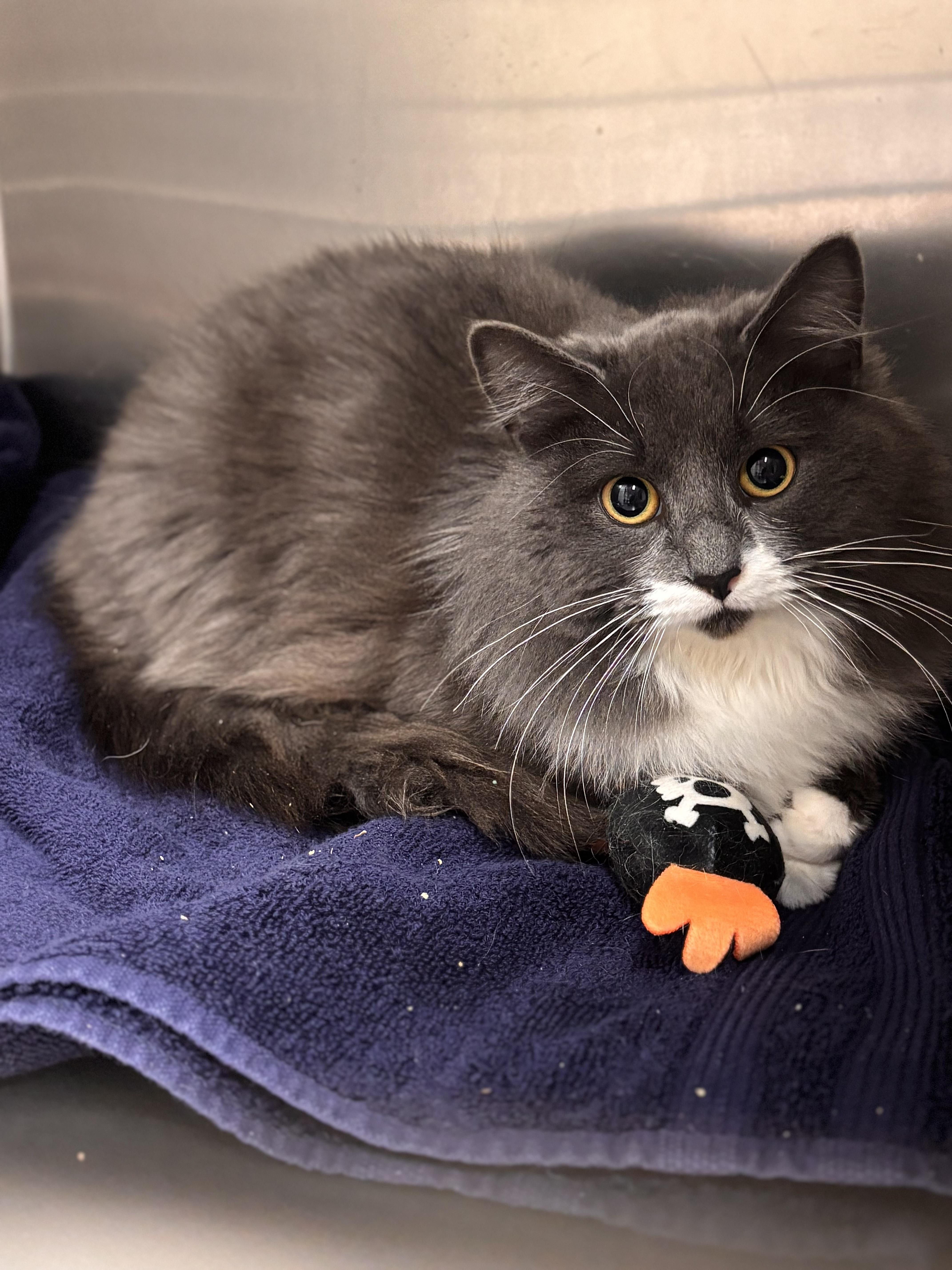 Jaqueline, adoptable, Young Female Domestic Long Hair.