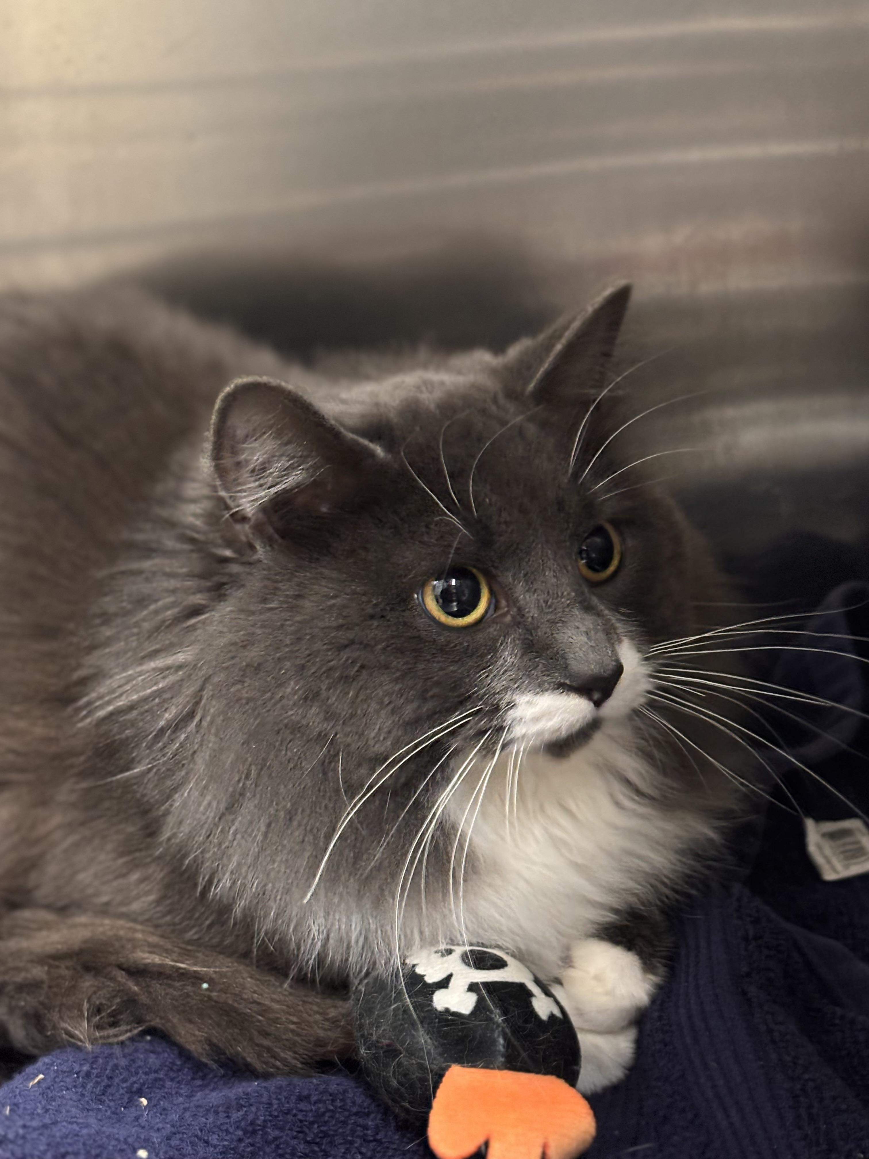 Enlarge Jaqueline, an adoptable Domestic Long Hair in Collierville, TN image 3/3
