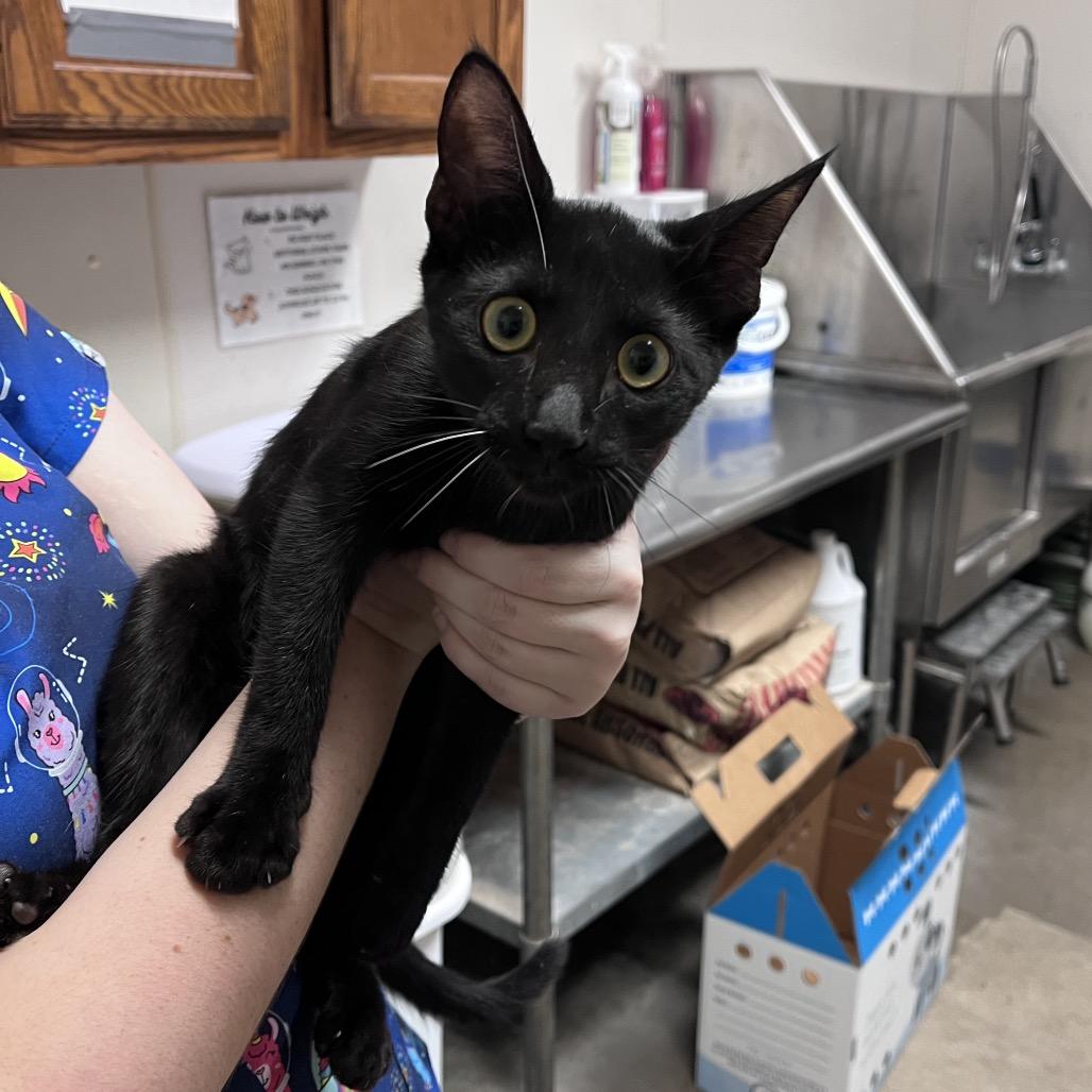 Enlarge Rolo, a Adoptable Domestic Short Hair in Bryan, TX image 1/1