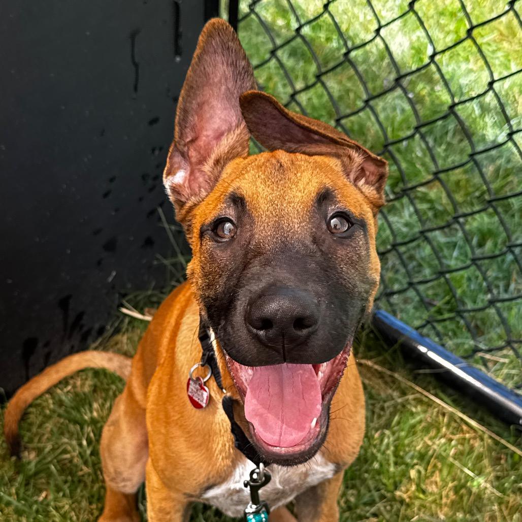Ranch, Adoptable, Puppy Male Belgian Shepherd / Malinois & Mixed Breed.