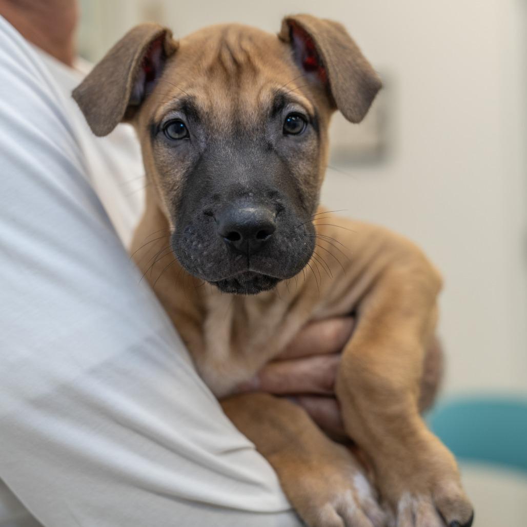 Ranch, Adoptable, Puppy Male Belgian Shepherd / Malinois & Mixed Breed.