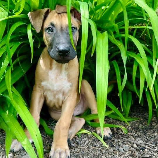 Ranch, a Adoptable mixed breed in Wheeling, IL image 2/6