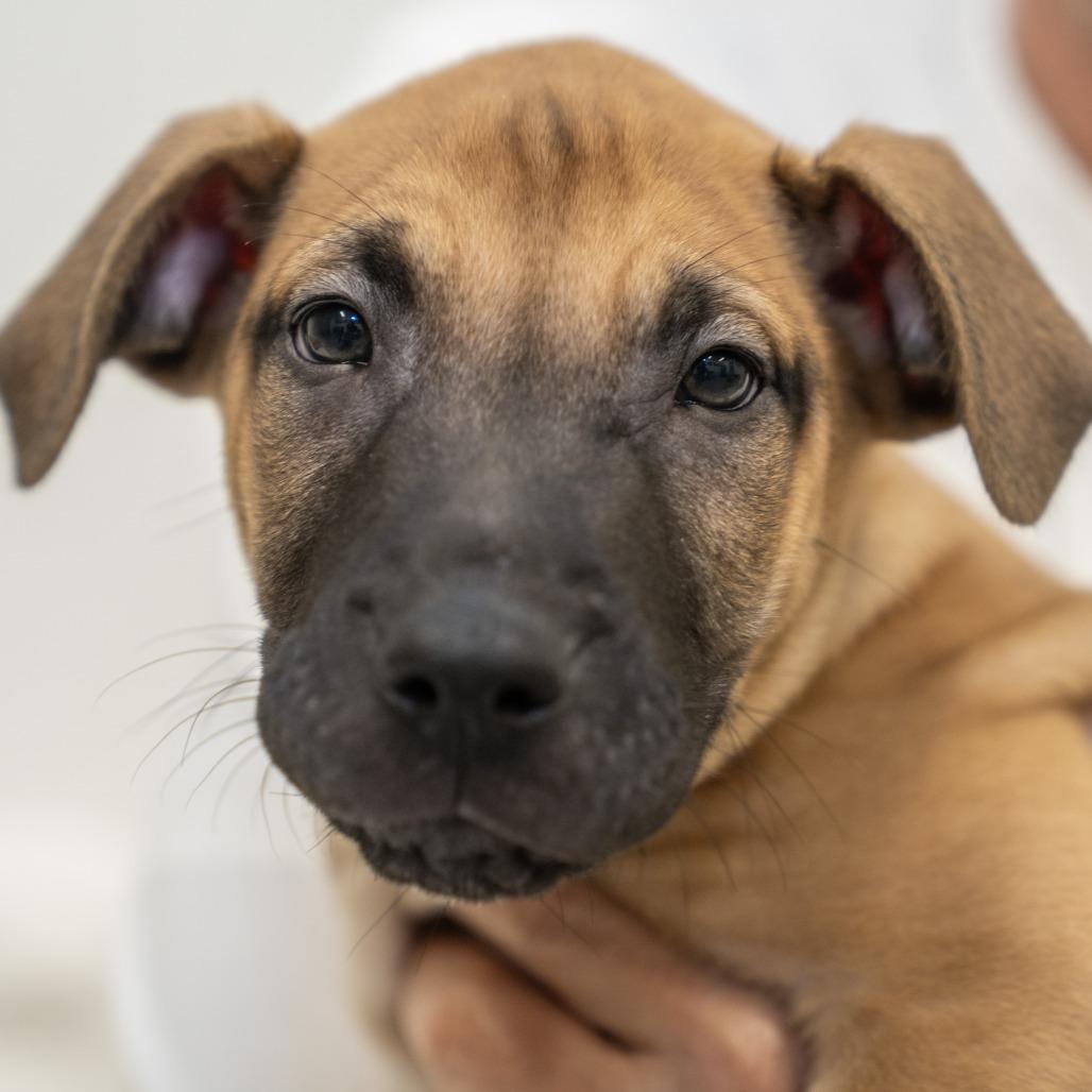 Ranch, a Adoptable mixed breed in Wheeling, IL image 3/6