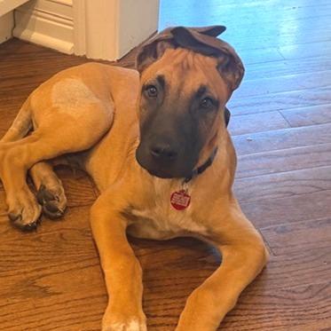 Ranch, a Adoptable mixed breed in Wheeling, IL image 4/6