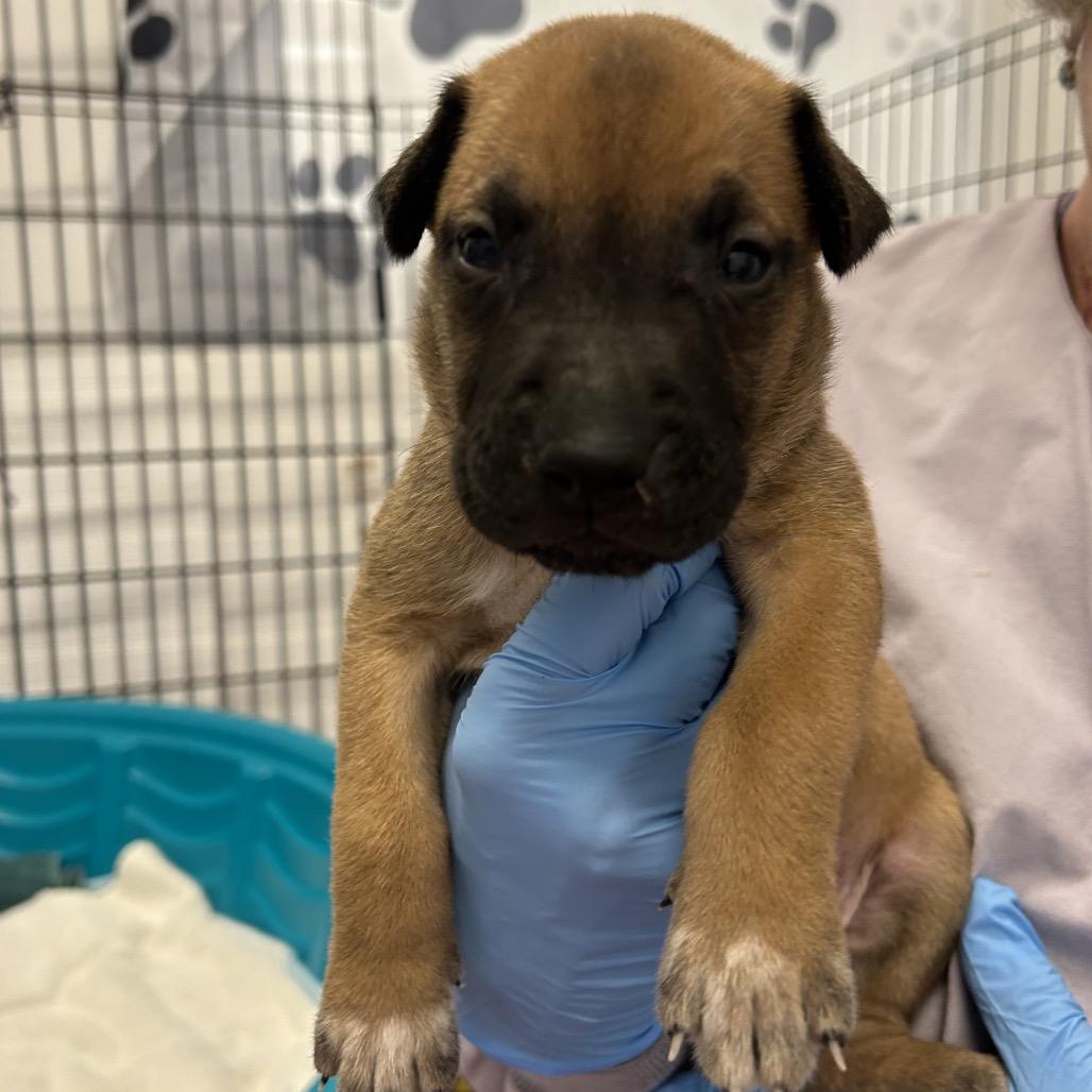 Ranch, a Adoptable mixed breed in Wheeling, IL image 5/6