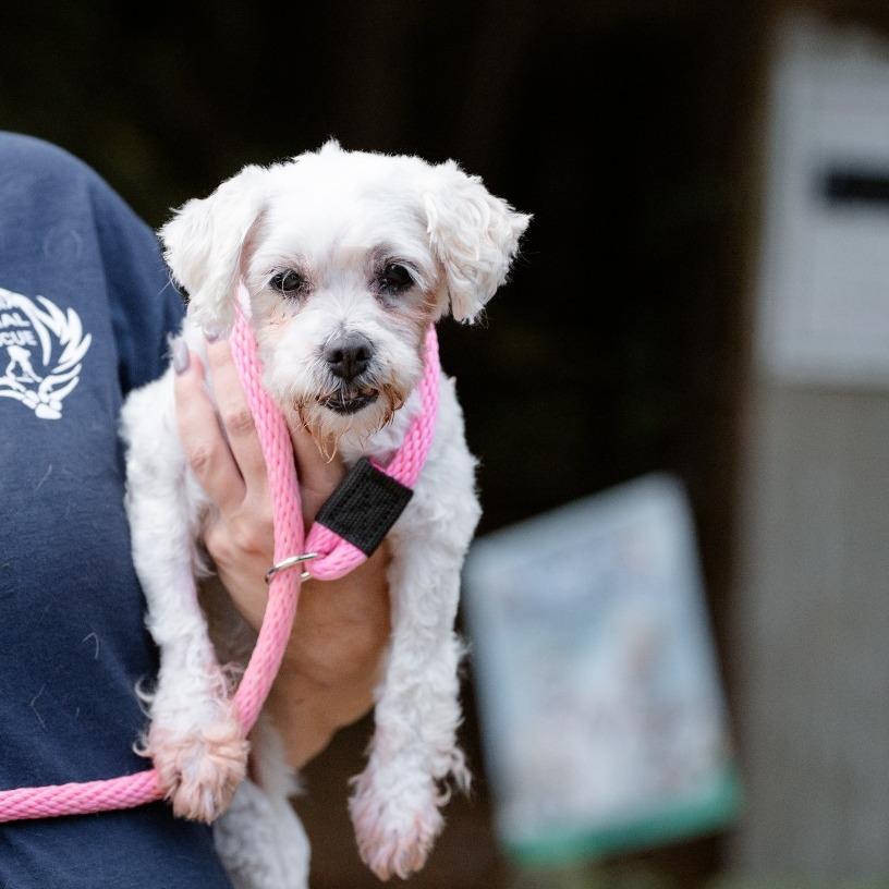 Cleo, an adoptable Havanese in Chester Springs, PA, 19425 | Photo Image 1