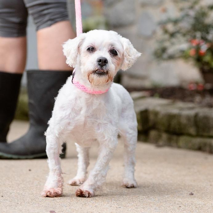 Cleo, an adoptable Havanese in Chester Springs, PA, 19425 | Photo Image 3