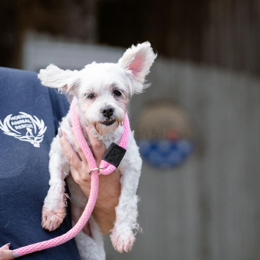 Cleo, an adoptable Havanese in Chester Springs, PA, 19425 | Photo Image 2