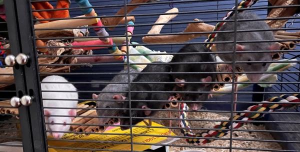 Twig & Pip, a Adoptable Rat in Merrimack, NH image 3/3