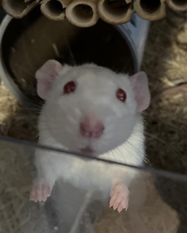 Twig & Pip, a Adoptable Rat in Merrimack, NH image 2/3