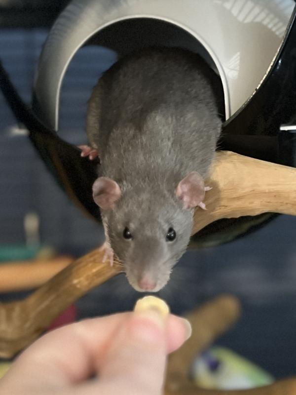 Twig & Pip, Adoptable, Adult Male Rat.