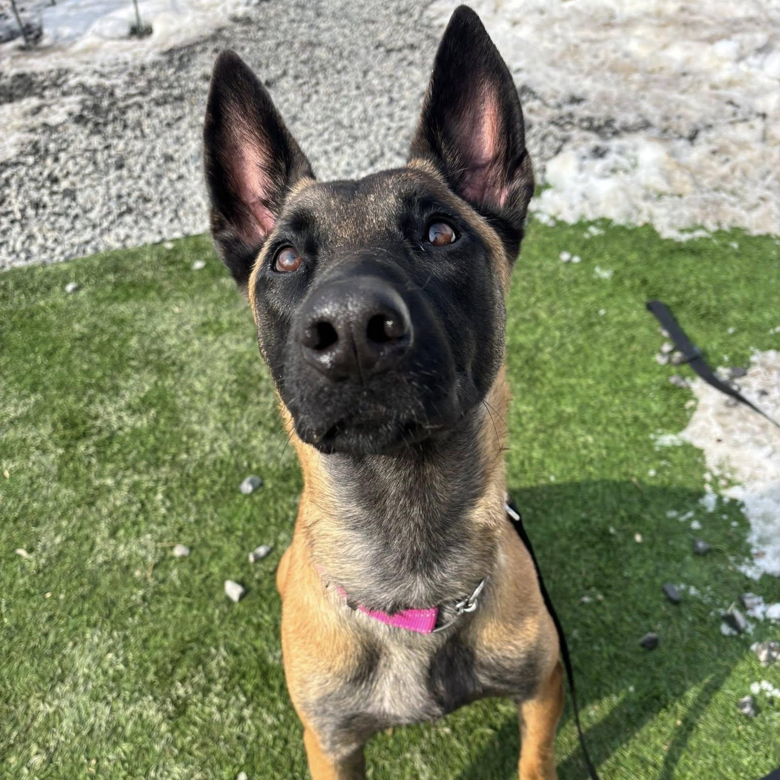 Emma, ADOPTABLE, Young Female Belgian Shepherd / Malinois.