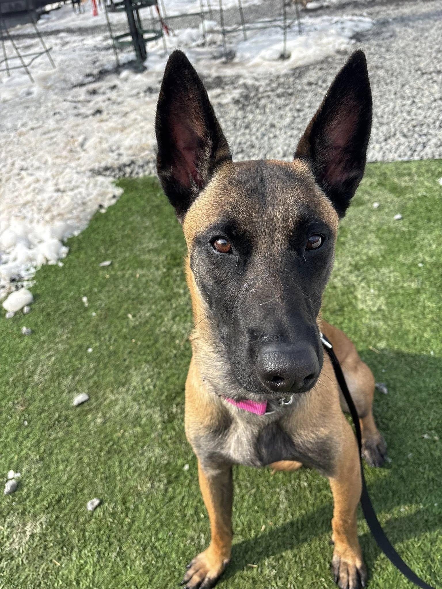 Emma, a ADOPTABLE Belgian Shepherd / Malinois in Manassas, VA image 2/2