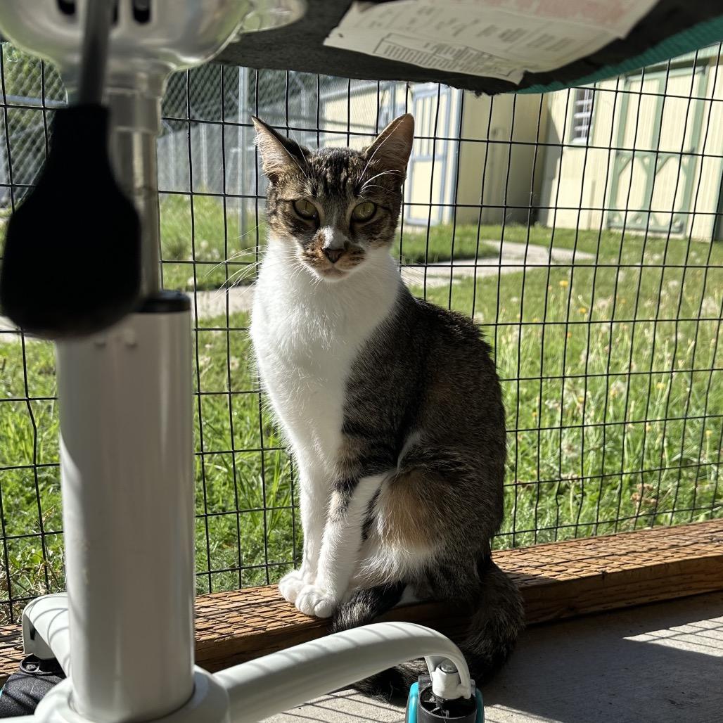 Enlarge Sid, a Adoptable Domestic Short Hair in Priest River, ID image 1/5