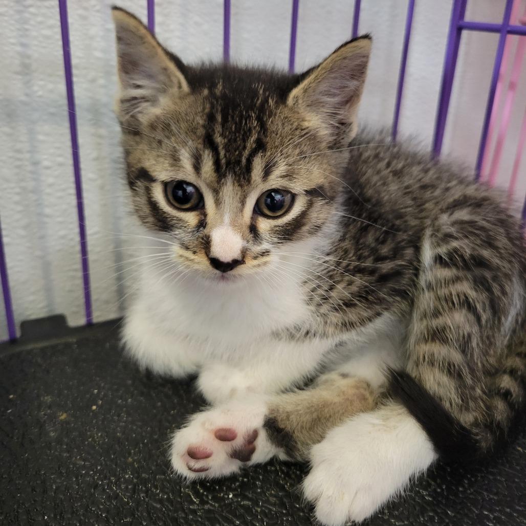Enlarge Sid, a Adoptable Domestic Short Hair in Priest River, ID image 2/2