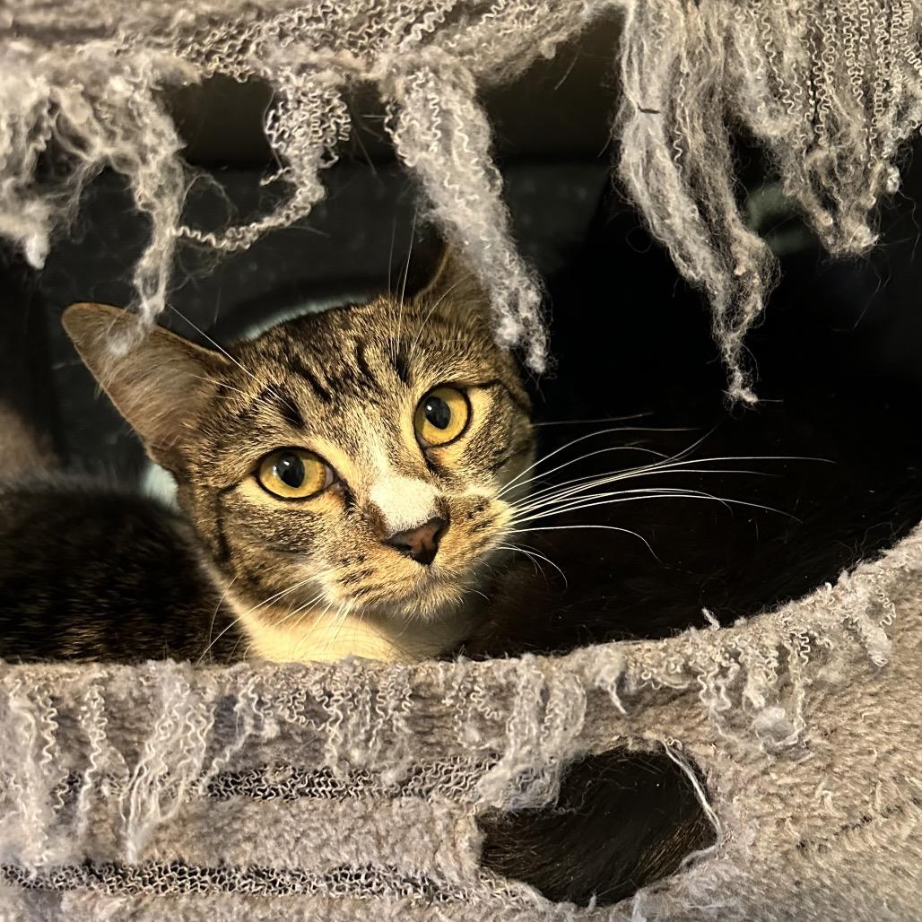 Sid, a Adoptable Domestic Short Hair in Priest River, ID image 1/3