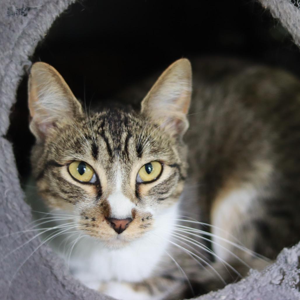 Enlarge Sid, a Adoptable Domestic Short Hair in Priest River, ID image 2/4