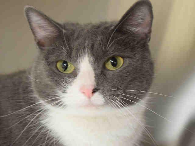 Enlarge SILVERBELL, a Adoptable Domestic Short Hair in Westminster, MD image 1/1