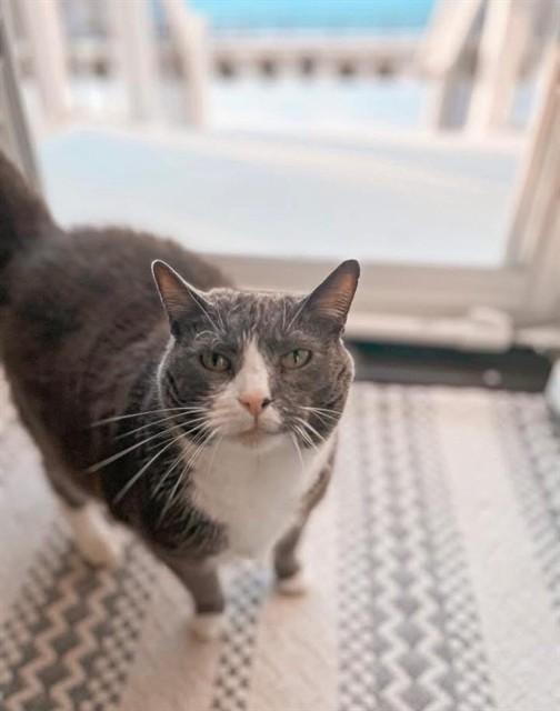 SILVERBELL, Adoptable, Adult Female Domestic Short Hair.