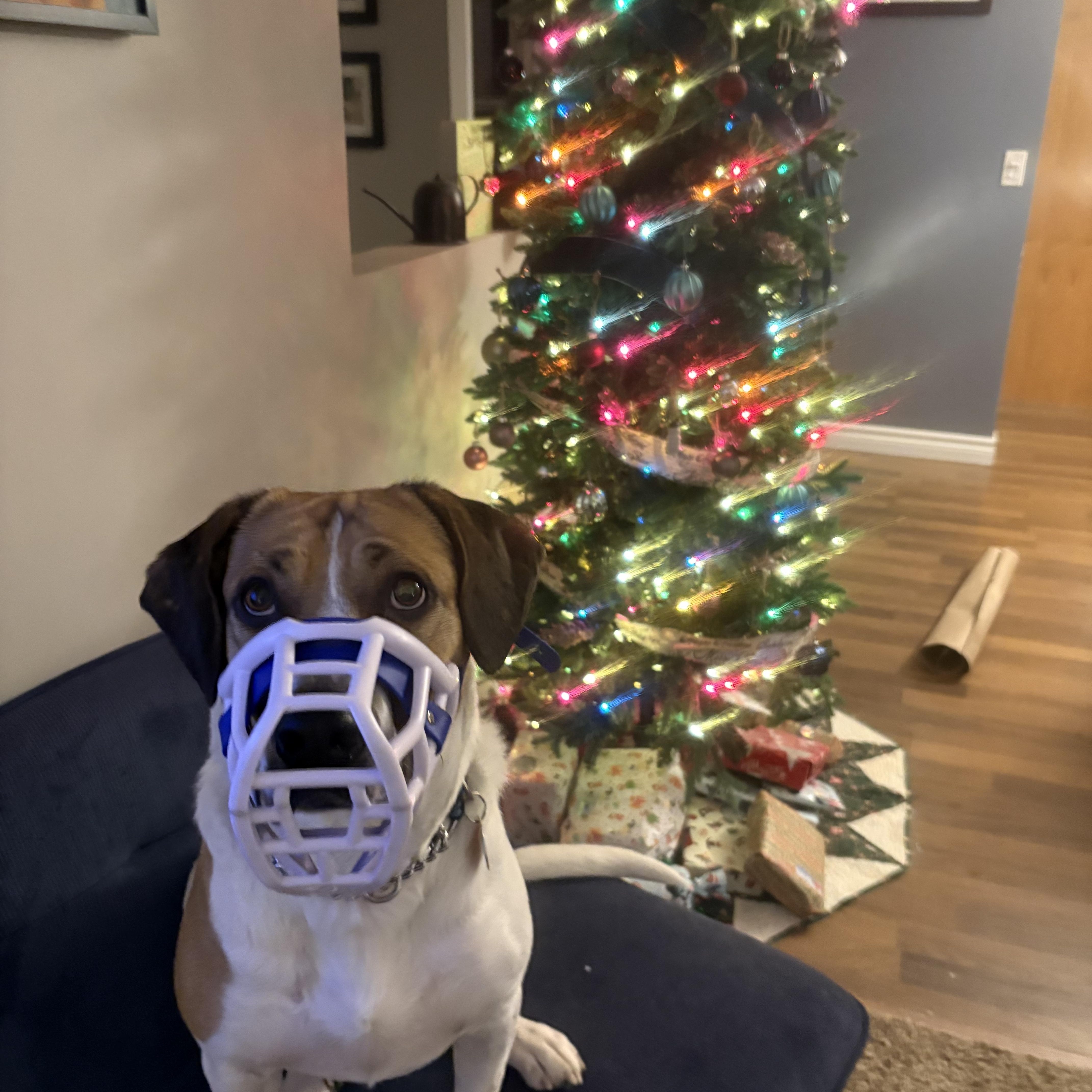 Enlarge Titus, a Adoptable mixed breed in Clive, AB image 4/6