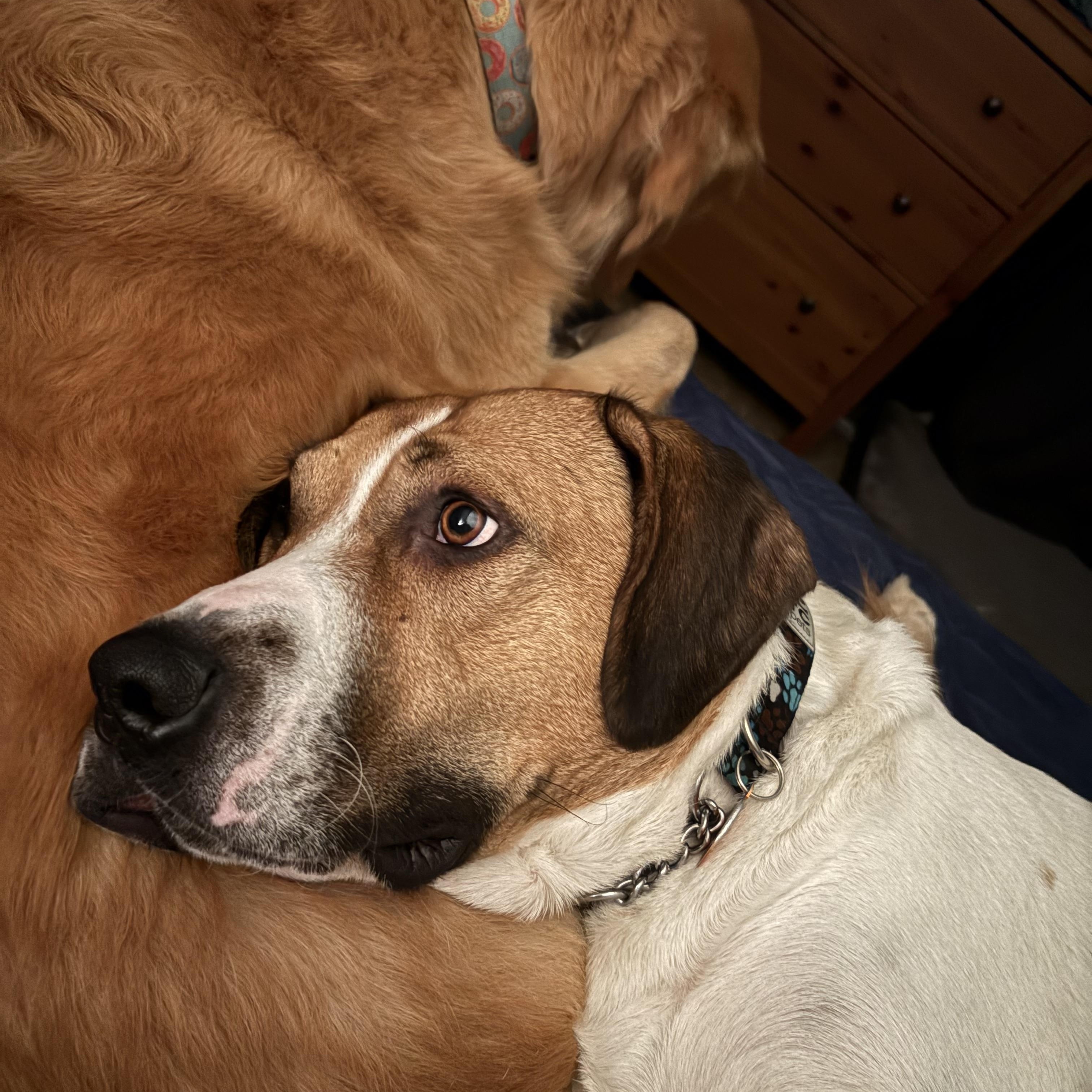 Enlarge Titus, a Adoptable mixed breed in Clive, AB image 6/6