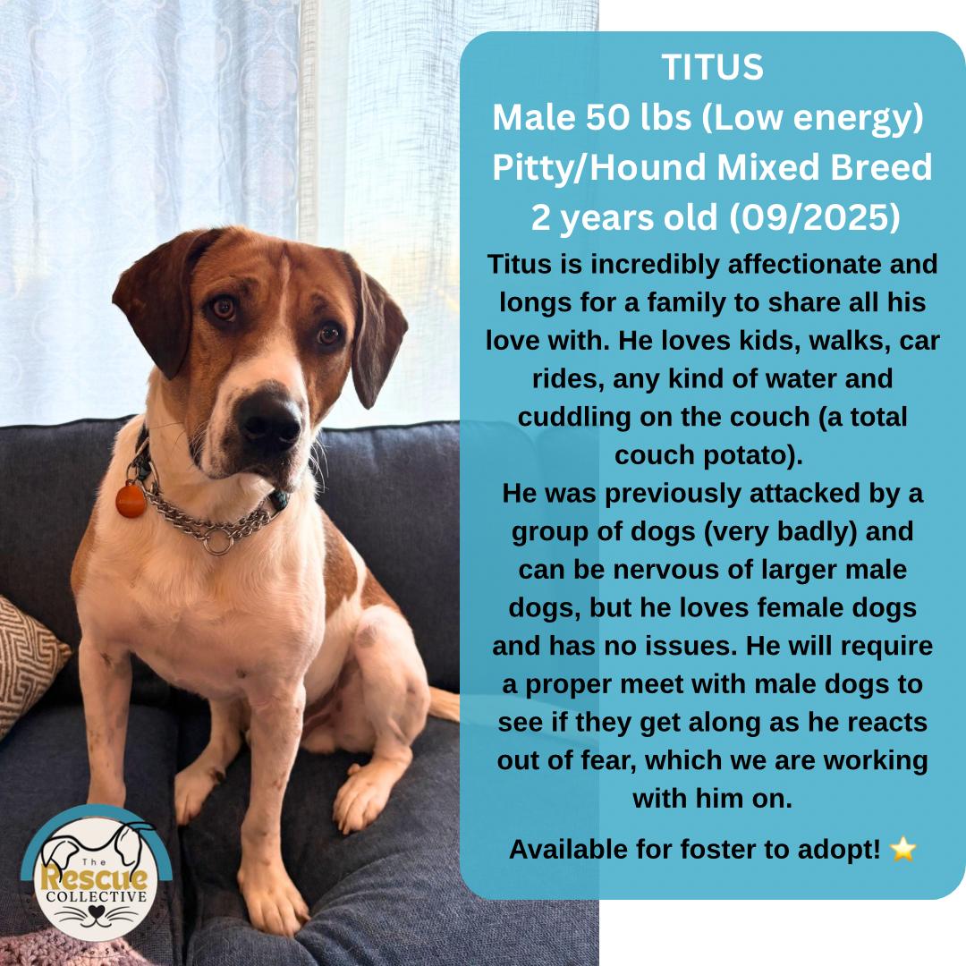 Enlarge Titus, a Adoptable mixed breed in Clive, AB image 1/6
