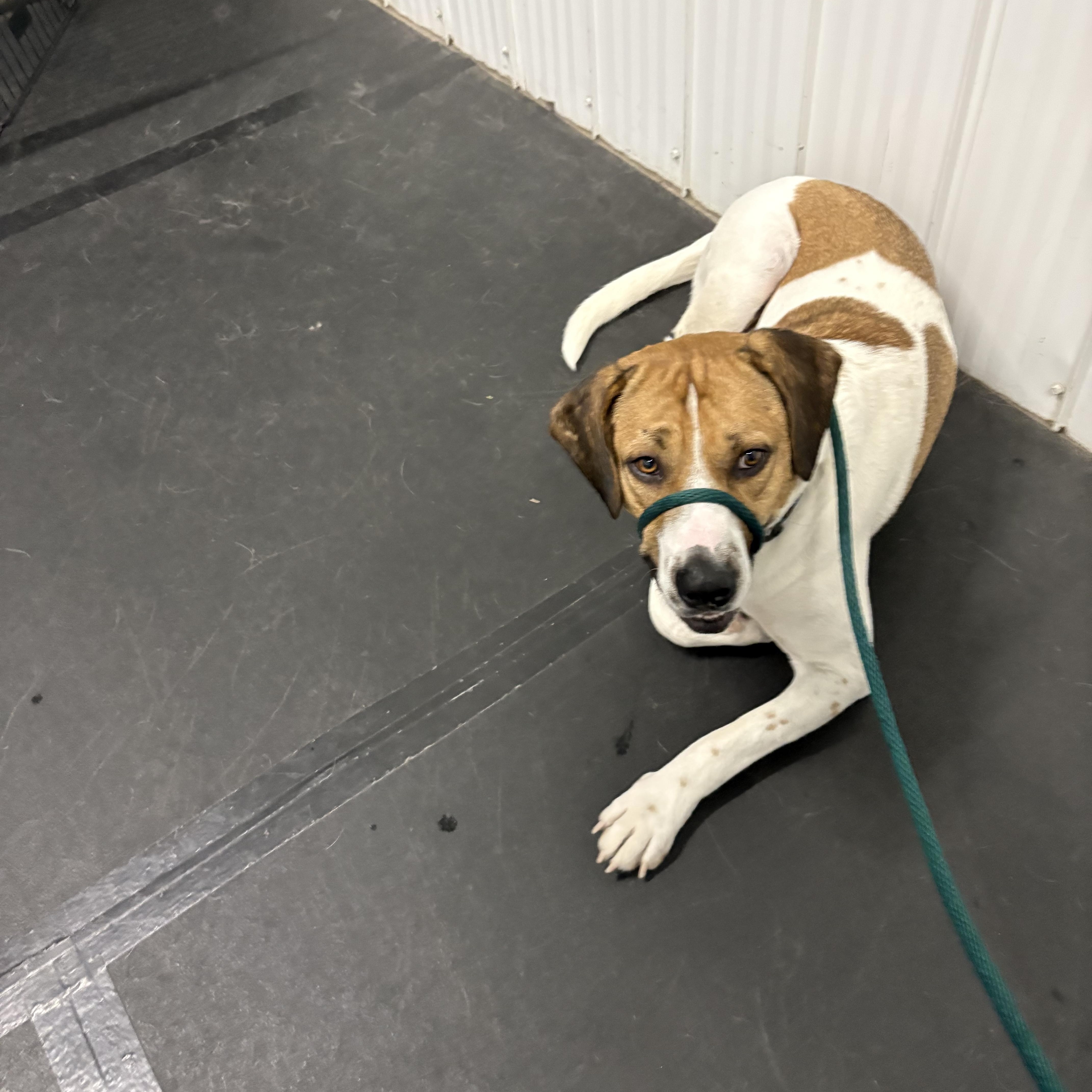 Enlarge Titus, a Adoptable mixed breed in Clive, AB image 3/6