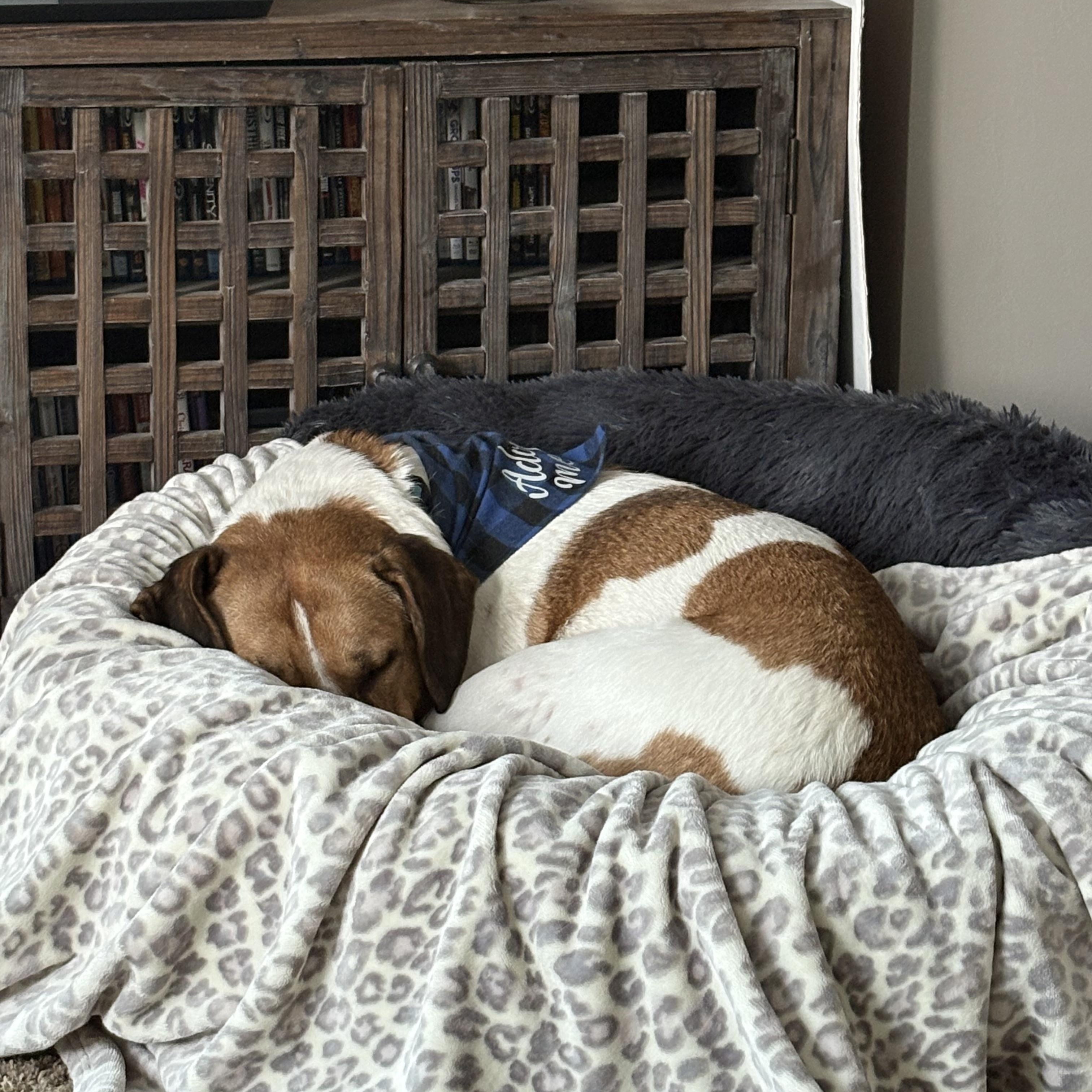 Enlarge Titus, a Adoptable mixed breed in Clive, AB image 2/6