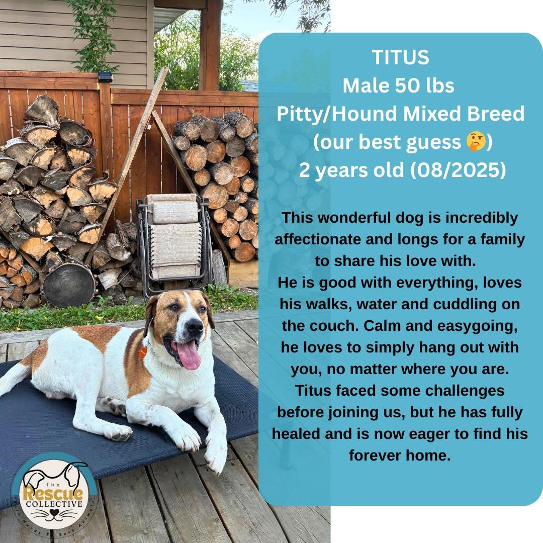 Enlarge Titus, a Adoptable mixed breed in Clive, AB image 1/1