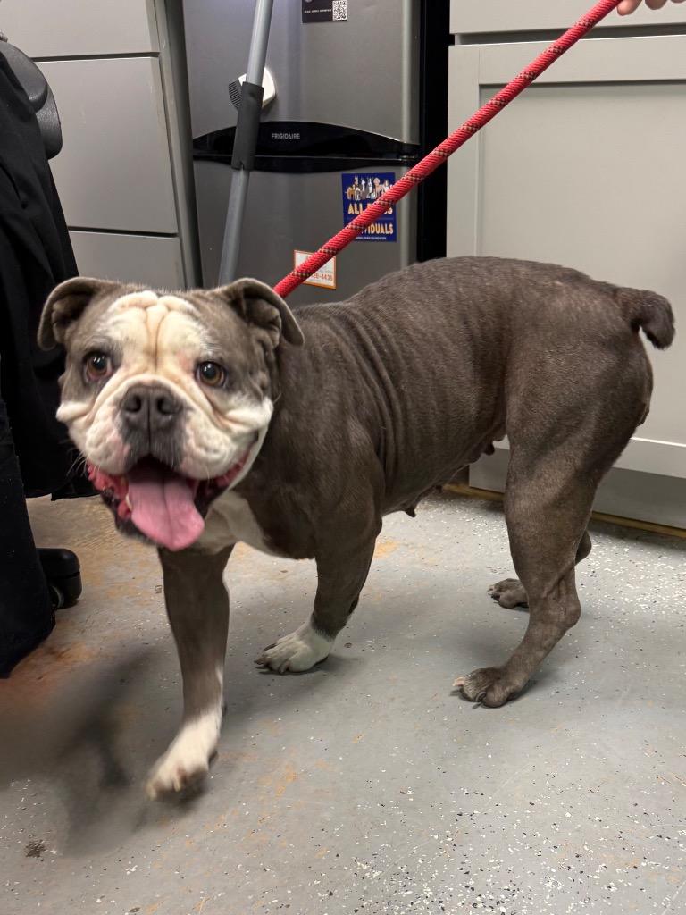 Brooklyn, Adoptable, Adult Female English Bulldog.